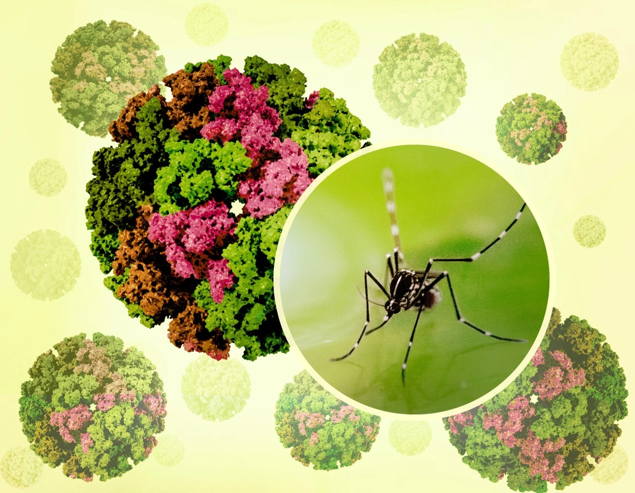 Çin’de chikungunya virüsü: Sivrisinek kaynaklı salgın büyüyor