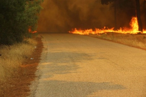 Çanakkale'de orman yangını