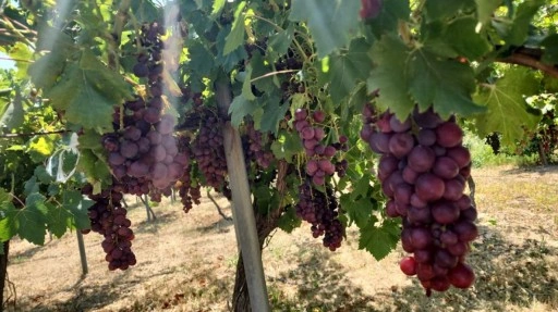 TAE, bağcılığın geliştirilebilmesi amacıyla 6’sı yeni 12 sofralık üzüm çeşidini denemeye aldı